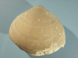 Brachiopod